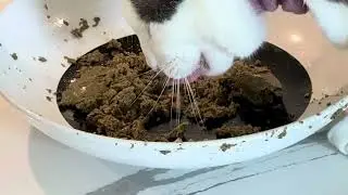 Cat eating raised right food