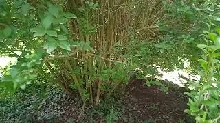 Ligustrum ovalifolium