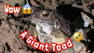A Giant Toad Waiting for Foods at Night 😱 @InsectsAnimals #toad #gianttoad #animallovers 