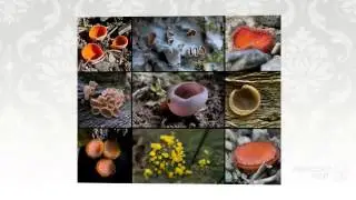 Scutellinia citrina - fungi kingdom