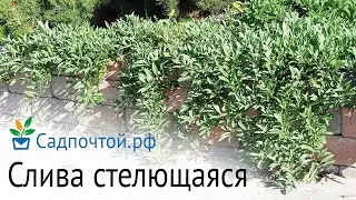 Стелющаяся карликовая декоративная вишня (слива). Prunus pumila var. depressa