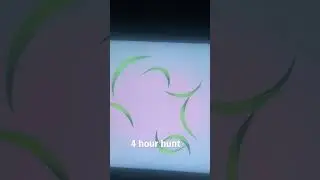 Shiny hunting chatot w/pokeradar