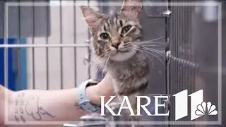 More than 60 cats rescued from home near northern Minnesota wildfires