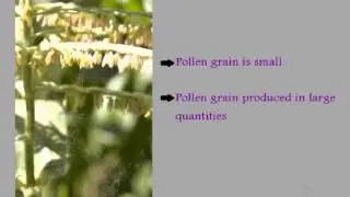 Features of Wind Pollinated Flowers