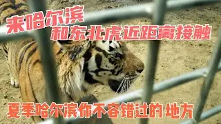 中国旅游：夏季哈尔滨这些地方你一定不能错过！（下）