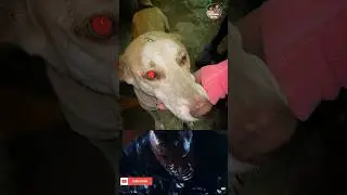 Dog beaten by strangers||#shorts #savethedoge #animals #dog #awareness #save #shortsfeed #streetdogs