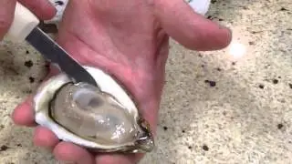 How to Open Oysters and serve on a half shell
