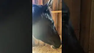 In this heat the horses need more salt than usually🥰