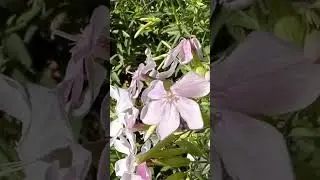 #Jabonera (Saponaria officinalis) #plantas