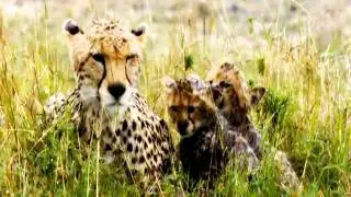 African cats trailer HD