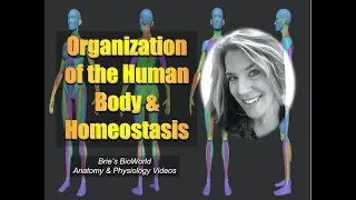 Anatomy and Physiology 1: Organization of the Human Body and Homeostasis