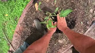 More Black dirt arrived FINALLY and reviewing the Canadian Tomato progress down in the tropics.