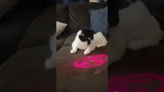 POV: you think this time it&rsquo;s different. #pets #cute #cat #kitten #laser #petshorts #animals #fyp