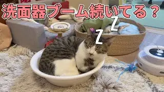 洗面器ブームがまだ続いていた猫がこちらです♡