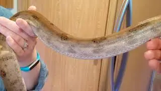 Update Video on My Pearl Island Boa