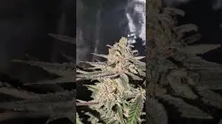 Blue Dream 36hrs of darkness!