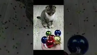 Falling candy scares cat #candy #balls #catvideos #catlover #scaredycat #scared #funnypetsdaily