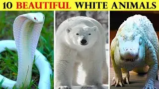 10 Most Beautiful White Animals in the Earth