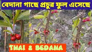 29 January 2026। Pomogranate flowring। Thai 2 bedana।