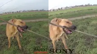 Sony X1000V versus TomTom Bandit - Photo quality also compared with GoPro HERO4 and GoPro Session