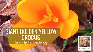 Golden Yellow Giant Crocus Blooming in Late Winter