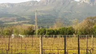 MELLASAT VINEYARDS, home of the White Pinotage