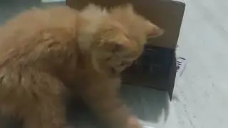 Pumpkin Ki Full On Masti 😇 #cat #shorts #catfunny #youtubeshorts #shortvideo #kitten 