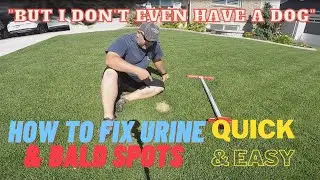 How to Fix Urine and Bare Spots in your Lawn Quick and Easy