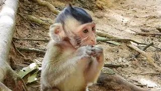 Good Family...! Cute Boy Baby Monkey Biden Sister Bailee And Mom Bertha