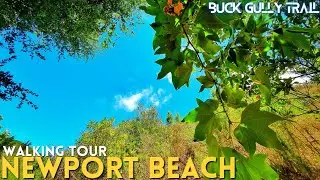 Afternoon walk in Buck Gully Trail &bull; Poppy Ave to San Joaquin Hills Rd &bull; Newport Beach Walking Tour