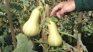 042-Growing Butternut Squashes-21st September 2021
