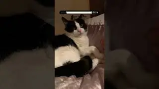 Cat vs. UK Winter: The Hilarious Survival Saga