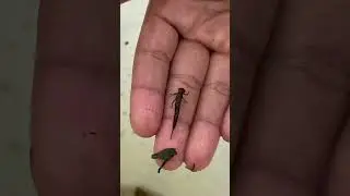 catch collect and observe dragonfly nymphs (larvae)