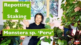 How to Repot and Stake up a Monstera sp. 'Peru'