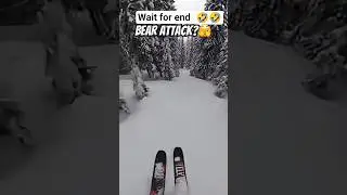 The Bear Dancing😂🤣 #bear #polarbear #funny #animals #viral #video #shorts
