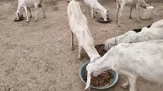 My beautiful village Animals farm goats and donkey 11 May 2025