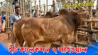 হিট কালেকশন ২০২৬।বড় বড় শাহিওয়াল গরু লিটন ভাইয়ের মাথা নস্ট করা। কোরবানি গরু। রাজশাহী সিটি হাট 