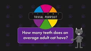 Trivial Purrsuit- How Many Teeth Do Adult Cats Have?
