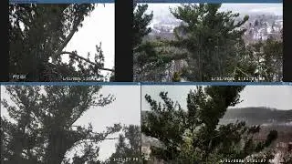 Ann Arbor Bald Eagles Live Stream