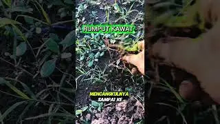 Cara membersihkan rumput kawat #viralshort #viralvideo #video #education #nature
