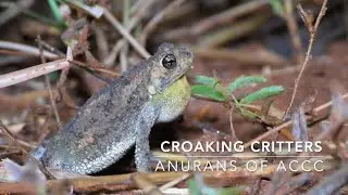 Croaking Critters - Anurans of ACCC