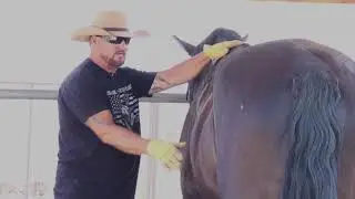 Charlie Andrews Horsemanship  Grooming Video