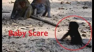 Mommy don't go away from me, So pity Donny baby monkey very scare/Wild Monkey