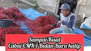 Hampir Sebulan Sampai Kisut Buah Cabainya msih tetap full senyum Bang lan,
