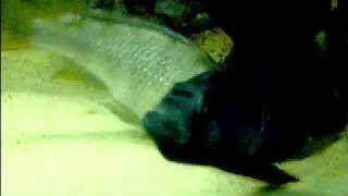 Haplochromis nubilus - mrest