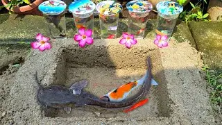 Unboxing Ikan Cupang Hias, Ikan Koki, Ikan Naga, ikan lele, Ikan Hias, Ikan Kolam, Ikan Gurame, Koi