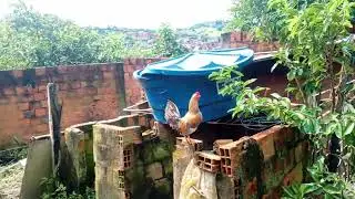 &Aacute;REA DO QUINTAL PRONTO PARA PLANTA&Ccedil;&Atilde;O VIDA CAIPIRA