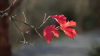 Bellevue Botanical Garden - Winter Photography Tour