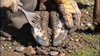 Most Disturbing Cow Hoof  You&rsquo;ll Ever See! 😱 | Full Cleaning Process