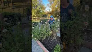 Blustery weather is here! Frost in the forecast 🥶 #gardentimewithbel #gardening #zinnia